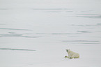 ice bear