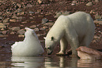ice bear
