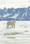 ice bear