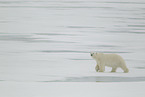 ice bear