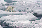 ice bear