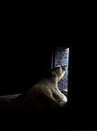 ice bear