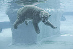 ice bear