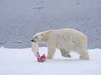 ice bear