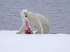 ice bear