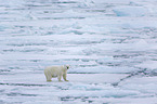 ice bear