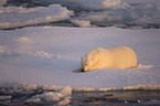 ice bear