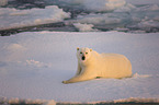 ice bear