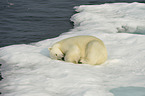 ice bear