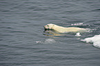 ice bear