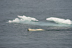ice bear