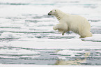 ice bear