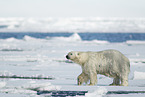 ice bear