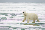 ice bear