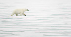 ice bear