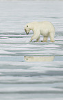 ice bear