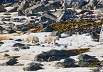 ice bears