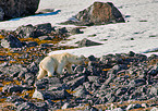 ice bear