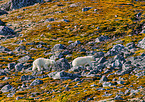 ice bear