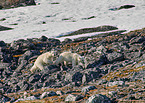ice bear