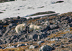 ice bear