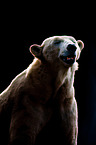 polar bear