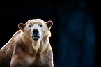 polar bear