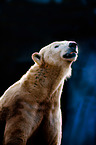 polar bear