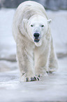 polar bear