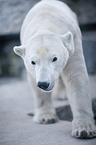 polar bear