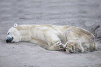 polar bear