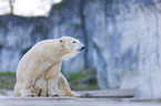polar bear