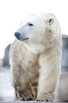 polar bear