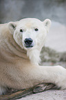 polar bear