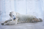 polar bear