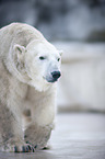 polar bear