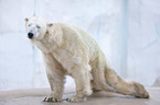polar bear