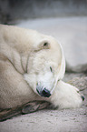 polar bear
