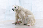 polar bear
