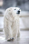 polar bear