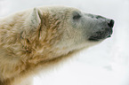 Ice Bear portrait