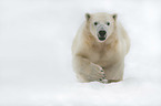 running Ice Bear