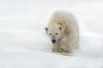 walking Ice Bear