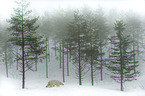 walking Ice Bear