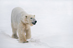 walking Ice Bear