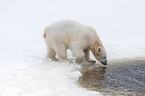 standing Ice Bear