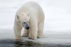 standing Ice Bear
