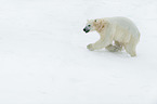 running Ice Bear