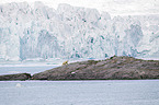 walking Ice Bear