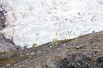 walking Ice Bears